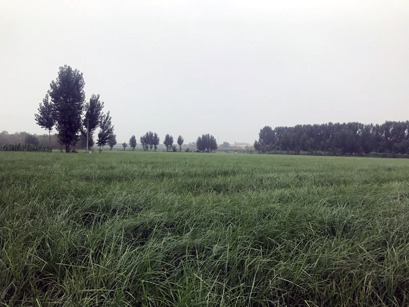 如何更高效更好的去種植油莎豆