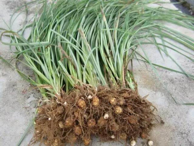 油莎豆的藥用價(jià)值
